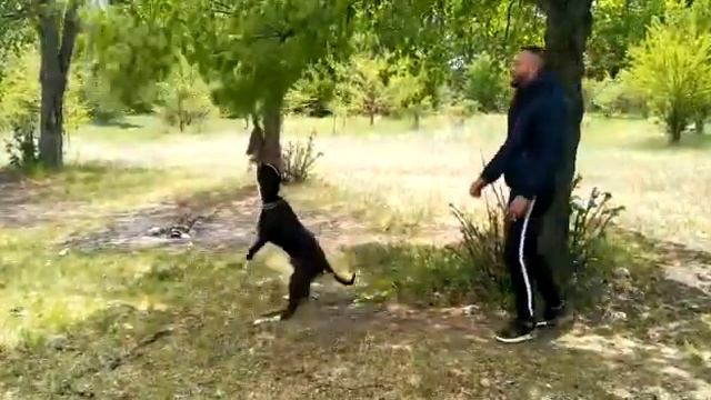 Тренировка собак смотреть онлайн