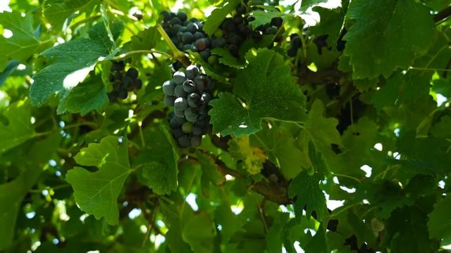 Animals Mentioned in The Quran | # 30 Sheep| How Sheep destroyed the field | Meera’n Malik смотреть онлайн