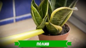 Сансевиерия: описание, уход, виды, пересадка и размножение