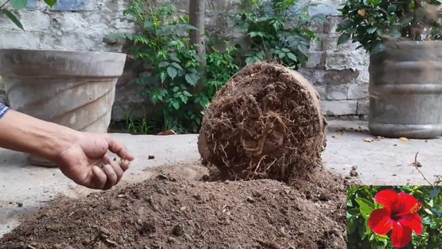 HOW TO REPOT ROOT BOUND HIBISCUS PLANT смотреть онлайн