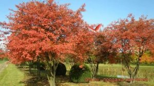 Ирга канадская (amelanchier canadensis) ? канадская ирга обзор: как сажать, саженцы, крупномеры ирг