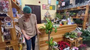 Драцена Массанжеана - высокая ТРЕХствольная душистая драцена |  Как сделать драцене толстый ствол