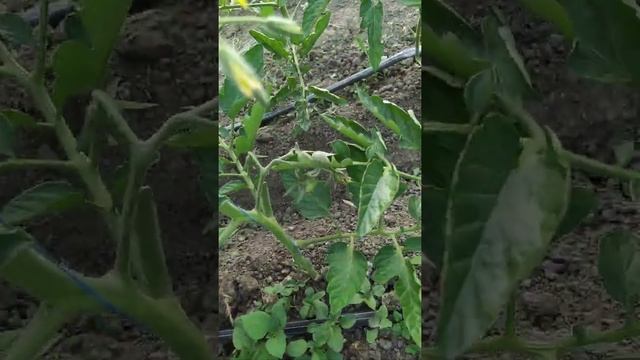 Разные сорта Помидоров Мануза. Пинк хит. Шихербаз. ? смотреть онлайн