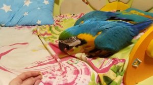 Попугай ара и резинка на лапе
