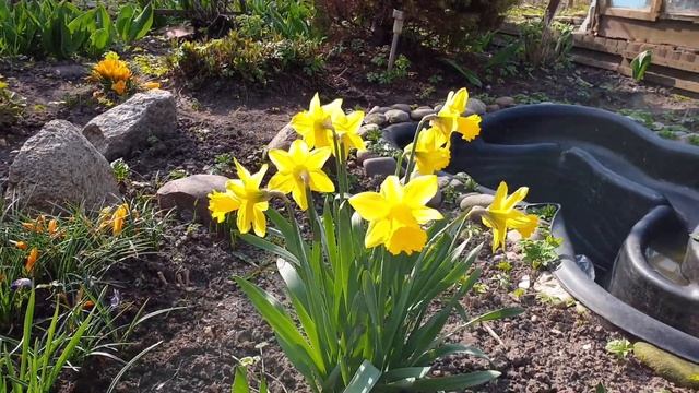 НАРЦИССЫ НЕ ЦВЕТУТ: исправляем  и устраняем  причины. Советы для начинающих цветоводов.