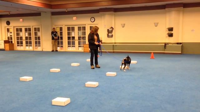 Harley the basenji at ORT смотреть онлайн