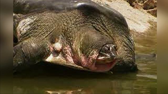 Умерла Последняя Самка Мягкотелой Черепахи смотреть онлайн