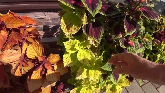 Снова на речке. Мои колеусы и не только. Апшеронский район.