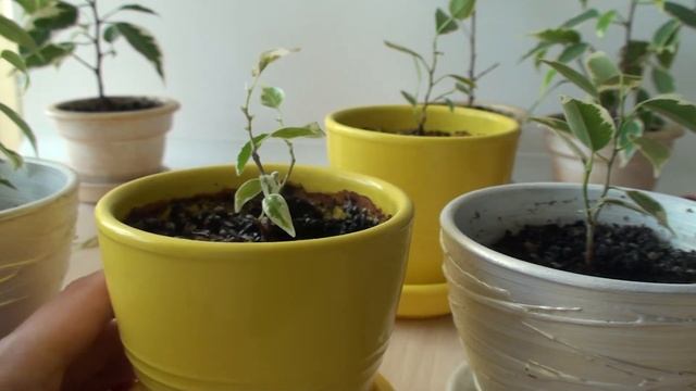 Размножение фикуса 2-ой сезон. Инсайты для новичков.