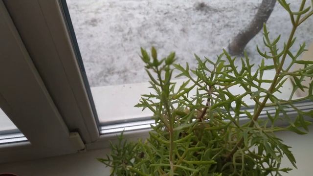 Каланхоэ Блоссфельда, Каландива, Лациниата (рассеченное или "оленьи рожки"). Январь - февраль 2023 смотреть онлайн