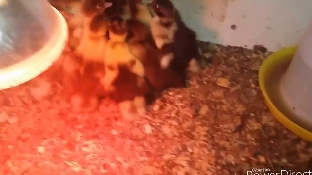 Мускусные утки*Шипуны* (разведение) смотреть онлайн