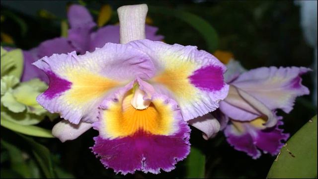 🍂🌺tipos Plantas De Casa Orquídeas E Flores 🌺🌼types Of Houseplants Orchids And Flowers