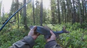 В тайгу за крупным хариусом.Густо и пусто.Часть первая.