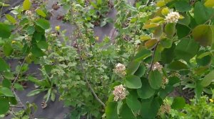 Канадская ирга Мартин после переезда на другое место