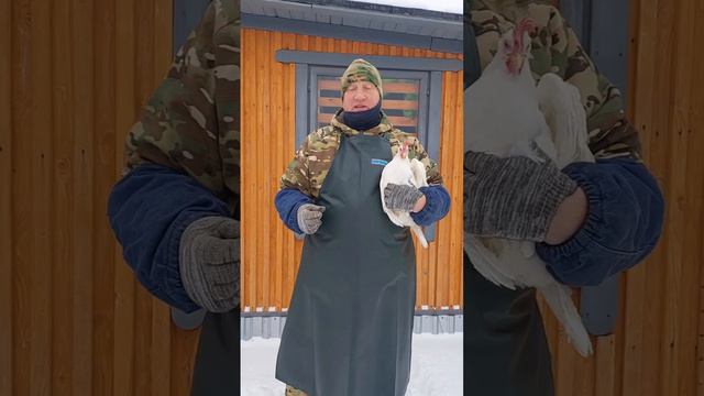 ЯИЦ НЕ БУДЕТ, ЕСЛИ У КУР РЕЗИНОВЫЙ КЛЮВ!!! смотреть онлайн