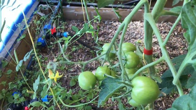 Как 🍅 прошли сложные климатические испытания смотреть онлайн