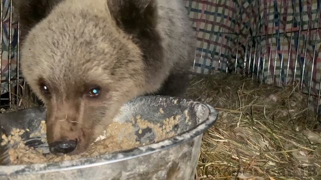 ЕЩЁ МЕДВЕДЯ ЗАВЕЛА смотреть онлайн