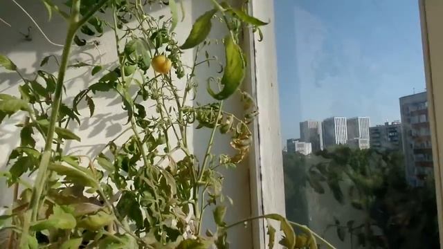 Выращивание томатов на балконе 2016. Сорт "Розовый Сувенир" смотреть онлайн