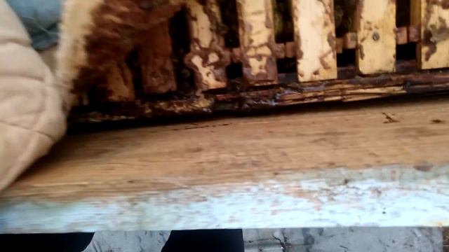 Роение пчел и побелка в Подмоcковье смотреть онлайн