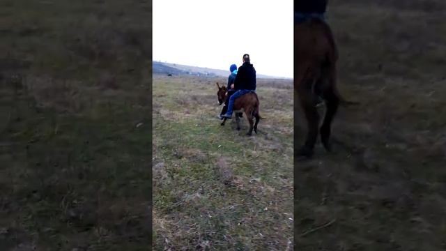 Ишаки на ишаке смотреть онлайн