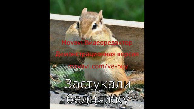 топ 10 смешных животных смотреть онлайн