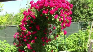 Плетистая роза