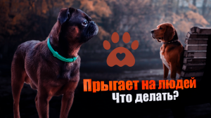 Дрессировка  Как отучить собаку прыгать  на хозяина и людей.