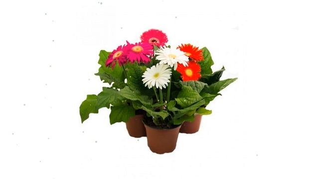 Гербера Микс, d12 обзор ЦКР0011 бренд производитель смотреть онлайн