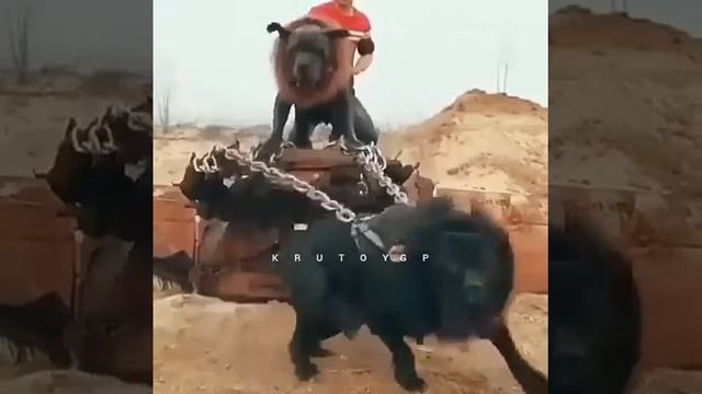 Очень большие собаки смотреть онлайн