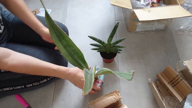 Unboxing 🌱 nowe rośliny z Allegro 🌱 sansevieria 💚 Boncel 💚 Silver Siam 💚 Szepty Zieleni смотреть онлайн