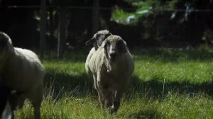 Немецкая детская песенка про животных