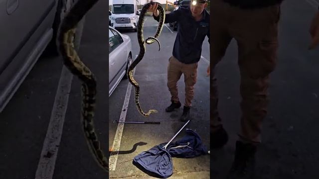 Snake Catcher Removes Giant Python From Car Wheel смотреть онлайн