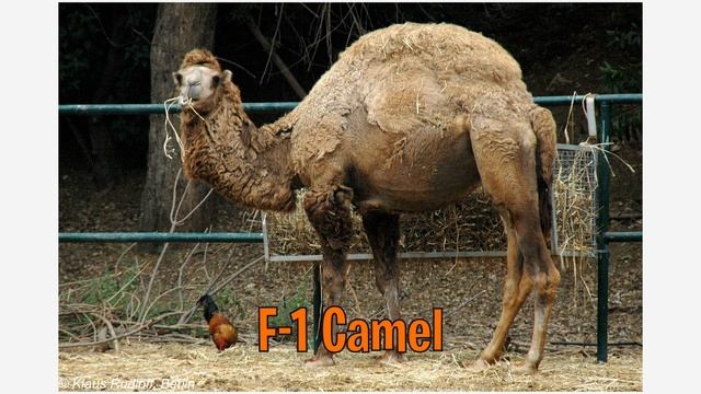 Camel Types In English! Learn Types Of Camels | Camel Species In English | Names Of Camels