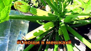 "овощи"#Огород#Сад#Дача