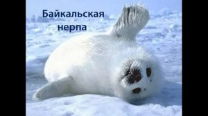 Видеопрезентация об озере Байкал «Жемчужина Земли" (6+)