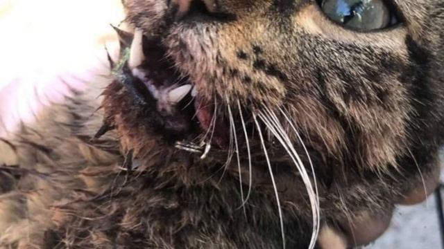 They stuck fishing hooks in the mouth and paws of the poor kitten. смотреть онлайн