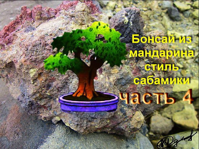 4.Бонсай САБАМИКИ из Мандарина ВОЗРАСТ 19 ЛЕТ часть 4.