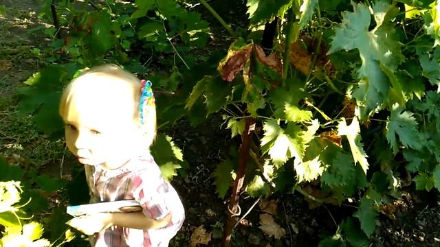 Ищем подарки на День рождения в огороде! Мой кролик. смотреть онлайн