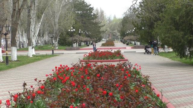 Цветение сакуры в Керчи. Cherry blossom in Kerch. смотреть онлайн