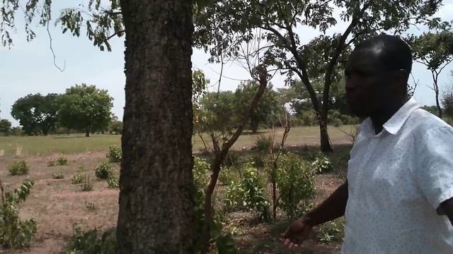 This is what African rosewood (Pterocarpus erinaceus) looks like, location Upper West Region, Ghana смотреть онлайн