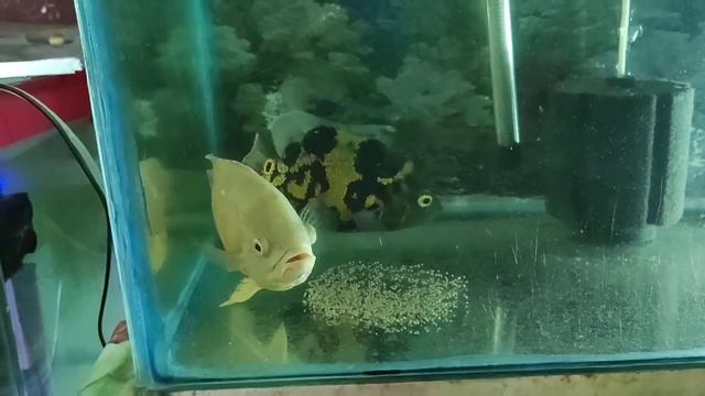 Mere Oscar ne Ande lek kar diya hai смотреть онлайн