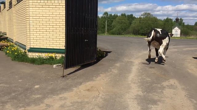 Первый выгон скота смотреть онлайн