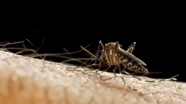 Amazônia News | Combate ao mosquito Aedes aegypti em Roraima смотреть онлайн