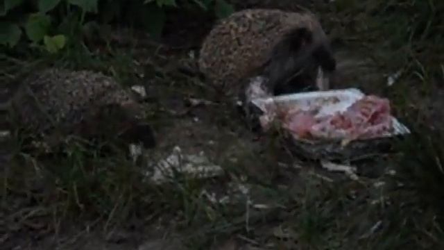 питание ежиков смотреть онлайн