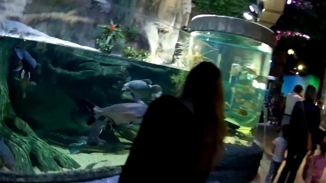 VloG 4 Часть 2| ВОРОНЕЖ | ОКЕАНАРИУМ смотреть онлайн