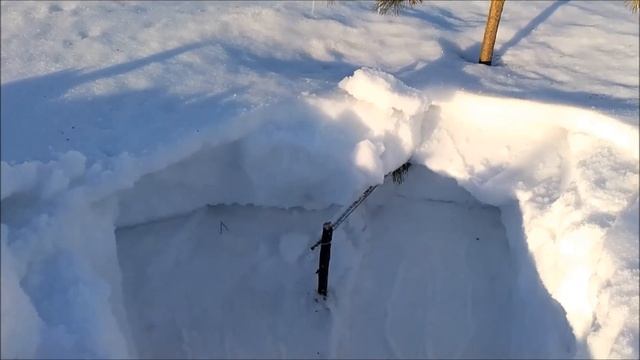 Как и зачем убрать снег от сосны ниваки. Как пробудить сосну ниваки от зимней спячки. смотреть онлайн