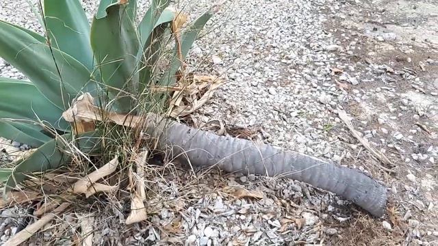 Como ENRAIZAR gran AGAVE attenuata para su TRASPLANTE de Forma segura смотреть онлайн