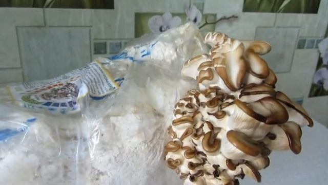 вешенка растер в холодильнике (часть 2) смотреть онлайн