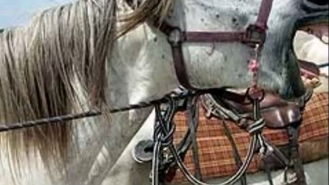 Чудеса в решете Сл С Маршак Муз Исп С Морозов смотреть онлайн