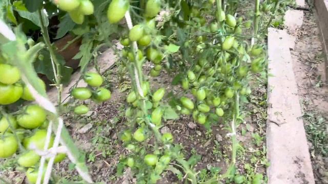 Вьющийся аконит. Собираем урожаем. Отдыхаем на даче. смотреть онлайн